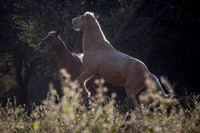 Horses