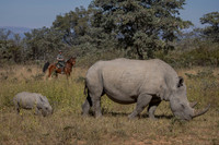 Riding/Wildlife