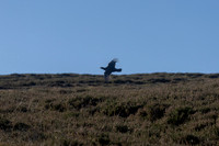 Glen Ogil Grouse 2025