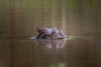 Wildlife
