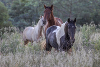 Horses