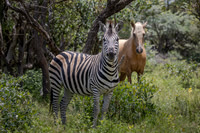 Wildlife/Riding With Game/Horses