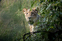 Ant Africa Safaris