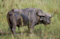 Wildlife