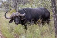 Buffalo