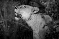 A TOUCH OF THE SUN (BLACK & WHITE)