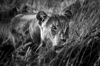 GHOST IN THE DARK (BLACK & WHITE)