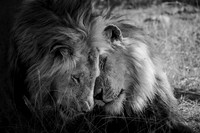 BROTHERS
