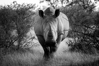 EDGE OF EXTINCTION (BLACK & WHITE)