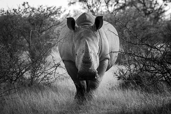 EDGE OF EXTINCTION (BLACK & WHITE)