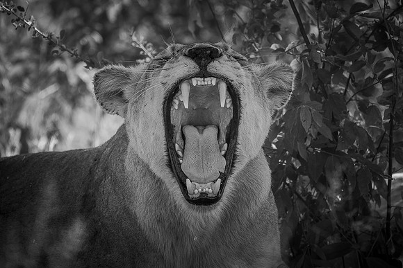 JAWS (BLACK & WHITE)