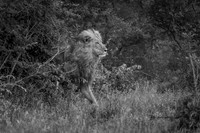 I AM LEGEND (BLACK & WHITE)