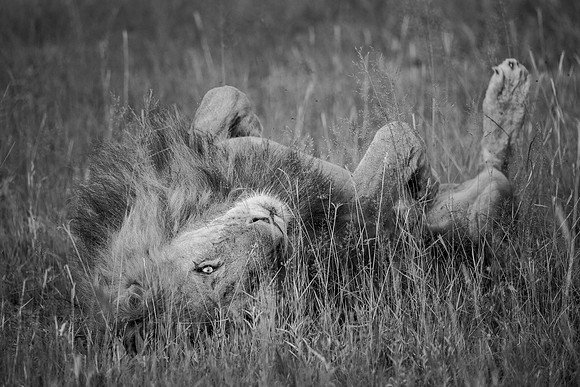 KINGDOM OF HEAVEN (BLACK & WHITE)