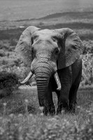 INVICTUS (BLACK & WHITE)