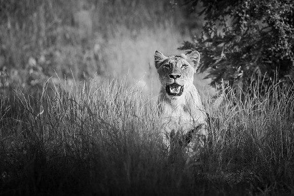 LORD OF THE LOWVELD (BLACK & WHITE)