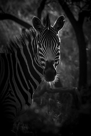 SHADOWLANDS (BLACK & WHITE)