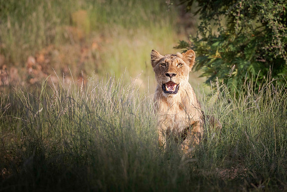 LORD OF THE LOWVELD (COLOUR)