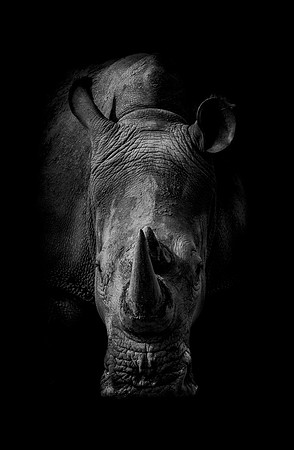 THE AFRICAN QUEEN (BLACK & WHITE)