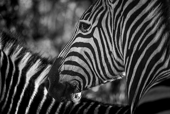 OUT OF SIGHT (BLACK & WHITE)