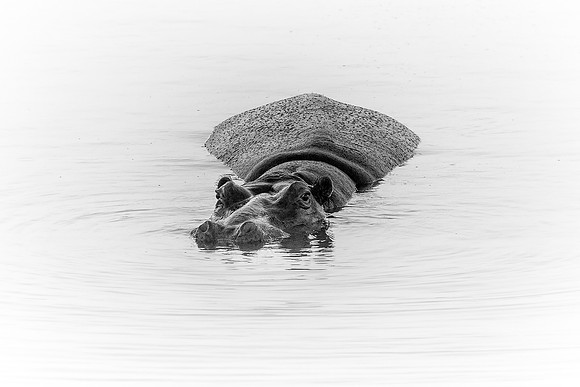 THE ISLAND (BLACK AND WHITE)