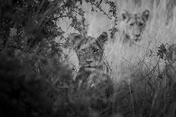 THE BACK UP PLAN (BLACK AND WHITE)