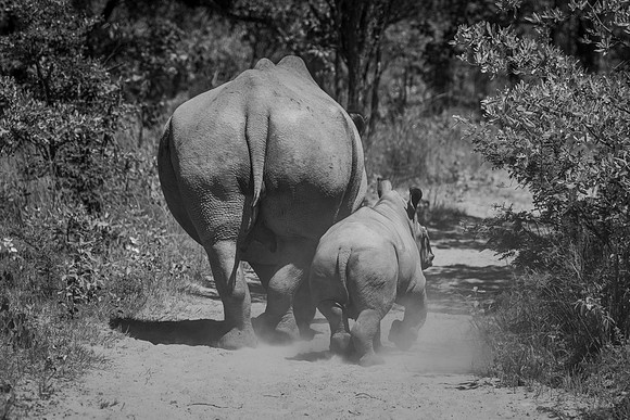 THE LONG WALK (BLACK AND WHITE)