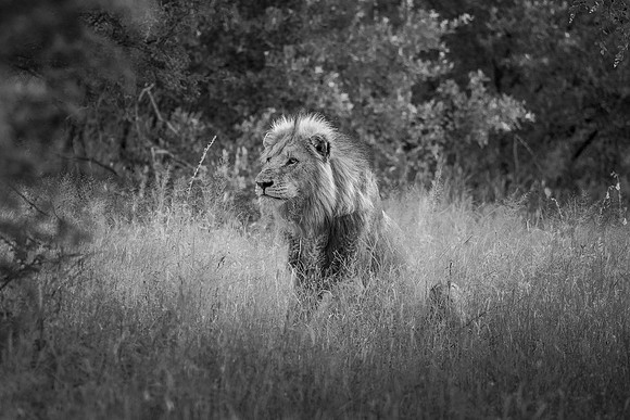 THE OLD GUARD (BLACK & WHITE)