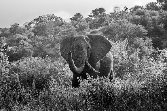 THE LOST WORLD (BLACK & WHITE)