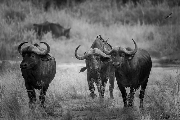 THREE KINGS (BLACK & WHITE)