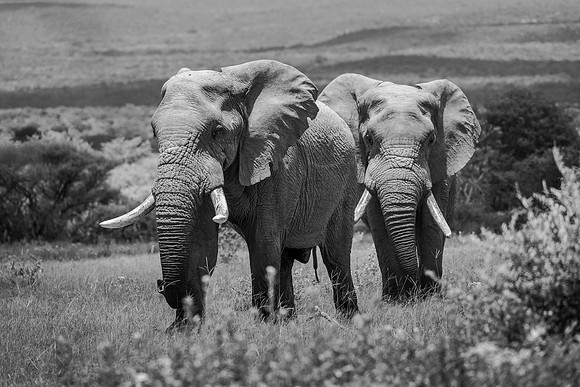 THE WILD BUNCH (BLACK & WHITE)