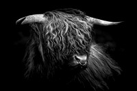 UK Wildlife Collection