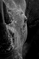 GIANT (BLACK & WHITE)
