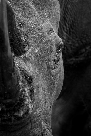 GIANT (BLACK & WHITE)