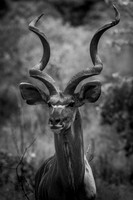 GHOST (BLACK & WHITE)