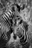 MOTHER (BLACK & WHITE)