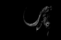 THE BOSS (BLACK & WHITE)