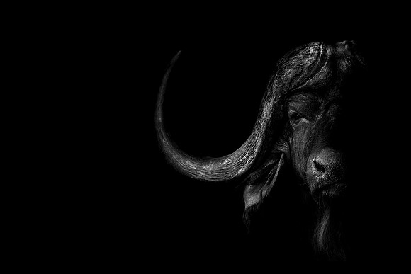 THE BOSS (BLACK & WHITE)