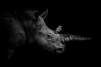 THE HORN OF AFRICA (BLACK & WHITE)