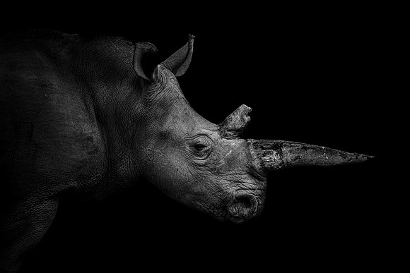 THE HORN OF AFRICA (BLACK & WHITE)