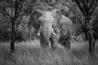 THE LAST STAND (BLACK & WHITE)