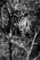 THE VANISHING (BLACK & WHITE)