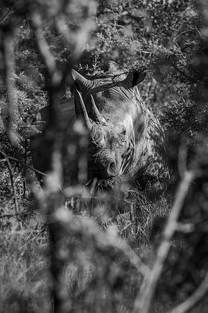 THE VANISHING (BLACK & WHITE)