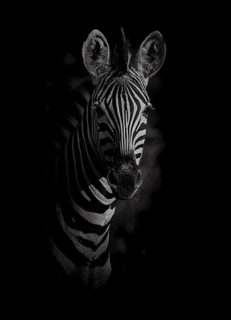Z (BLACK & WHITE)