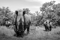 THE WAY BACK (BLACK & WHITE)