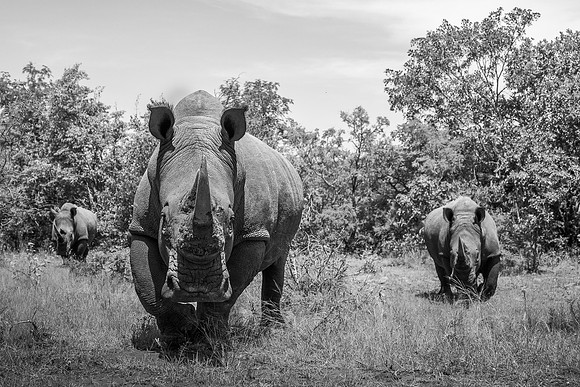 THE WAY BACK (BLACK & WHITE)