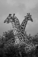 UP (BLACK & WHITE)
