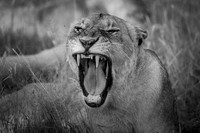 FORCE OF NATURE (BLACK & WHITE)