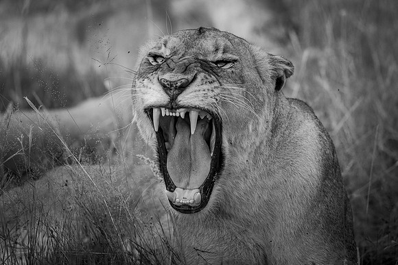 FORCE OF NATURE (BLACK & WHITE)
