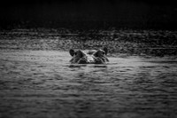DARK WATERS (BLACK & WHITE)