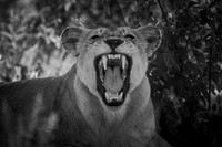 JAWS (BLACK & WHITE)